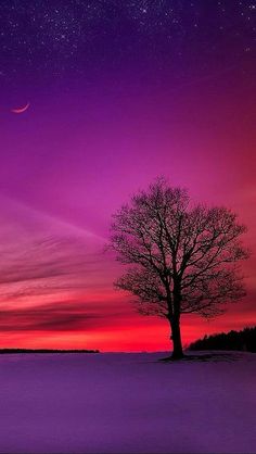 a lone tree is silhouetted against a purple and red sky with the moon in the distance