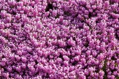 purple flowers are blooming in the field