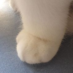 a close up of a cat's paw on the ground