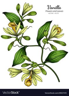 the flowers and leaves of vanilla tree on a white background, hand drawn in watercolor