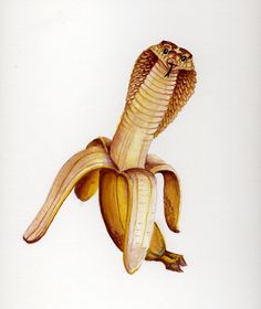 a drawing of a banana with a snake's head sticking out of the top