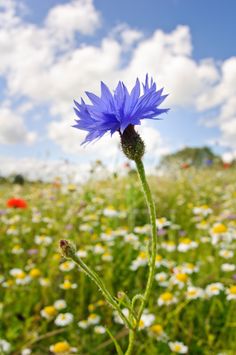 a field full of wildflowers and daisies under a cloudy blue sky