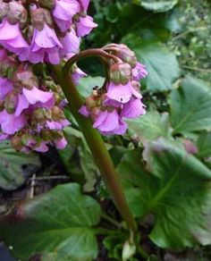 purple flowers blooming in the midst of green leaves