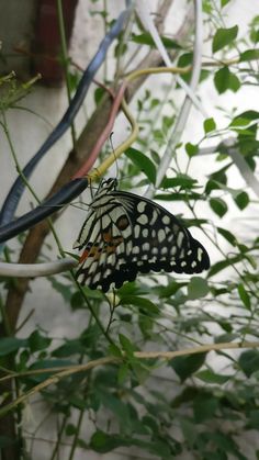 a black and white butterfly sitting on top of a green leafy plant next to a wall