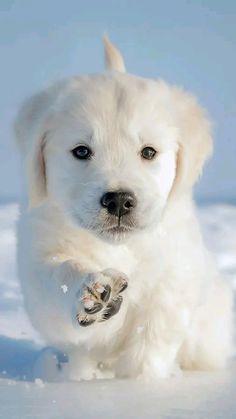 a white dog is sitting in the snow with its paw on it's chest