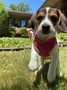 a beagle puppy wearing a pink bandana sitting in the grass looking at the camera