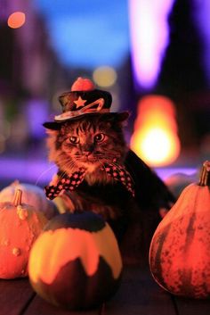 a cat wearing a hat and bow tie sitting next to pumpkins on a table