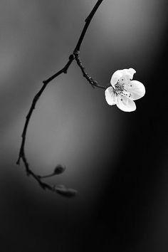 a black and white photo of a flower on a twig with the background blurry