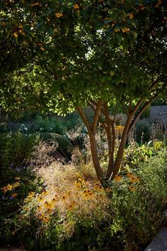 an orange tree in the middle of a garden with lots of flowers and plants around it