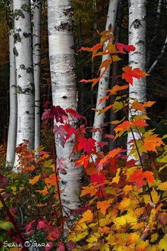 the trees are changing colors in the forest