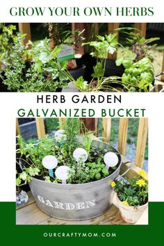 several potted plants with the words grow your own herbs herb garden galvaniized bucket