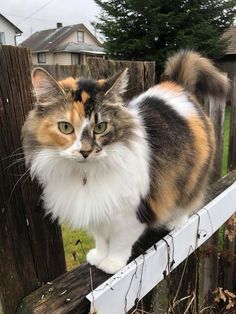 a calico cat sitting on top of a wooden fence next to a yard area