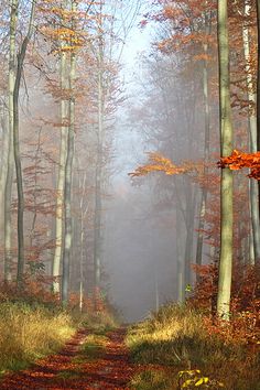 a dirt road surrounded by trees in the fall