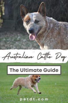 an australian cattle dog running in the grass with its tongue out and another dog jumping up to