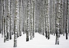 snow covered trees stand in the middle of a forest filled with tall, thin trees