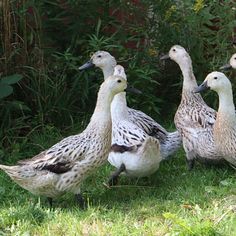 four ducks are walking around in the grass