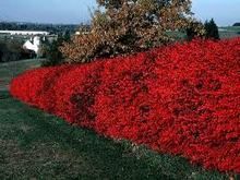 red flowers are growing on the side of a hill in front of a tree and grass field