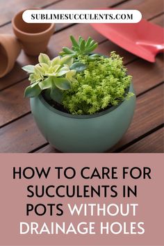 succulents in pots with text overlay how to care for succulents in pots without drainage holes