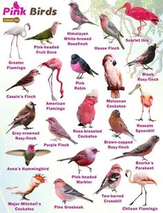 a poster with different kinds of birds on it's back side, including pink and white