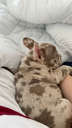 a small dog laying on top of a person's lap in bed with white sheets