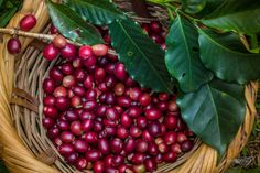 a basket filled with lots of red coffee beans next to green leafy branches and leaves