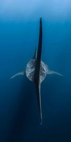 a manta ray swims in the ocean with its tail sticking out from under water