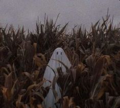 a ghost in the middle of a corn field