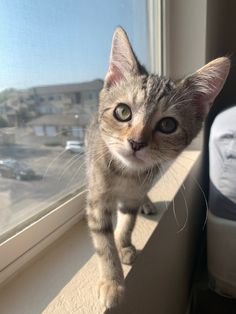 a small kitten standing on top of a window sill