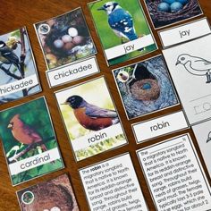 cards with pictures of birds and eggs on them