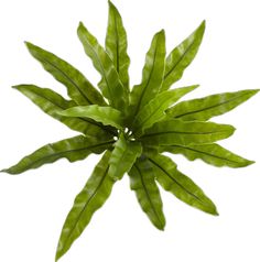 the top view of a green plant on a white background