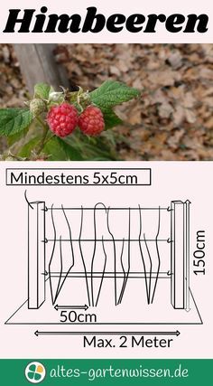 an image of a raspberry plant with the measurements for each branch and how to measure it