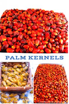 the collage shows several different types of fruits and vegetables, including palm kernels