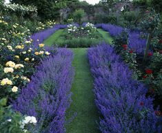 a garden filled with lots of purple flowers