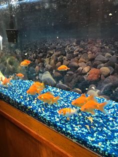 red fantail goldfish in a goldfish aquarium with black background and blue gravel. Pet Goldfish Aesthetic, Goldfish Oranda, Goldfish Asethic, Demekin Goldfish, Veiltail Goldfish, Fantail Goldfish, Fish Feeder