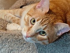 an orange and white cat laying on top of a couch