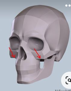 an image of a human skull with arrows pointing to the left side and right side