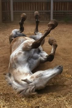 a horse rolling around on its back in the dirt