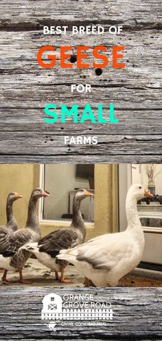 three geese standing next to each other with the words best breed of geese for small farms