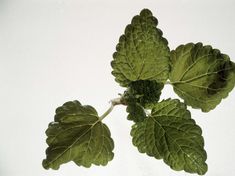 some green leaves on a white background