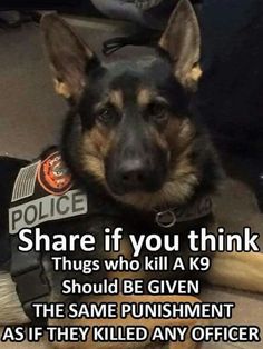 a german shepard dog sitting next to a police officer's boot and caption that reads, share if you think things who kill a k9 should be given the same