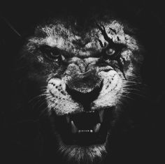 a black and white photo of a lion's face with it's mouth open