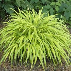 a large yellow plant in the middle of some grass and dirt with bushes behind it