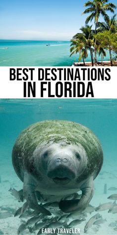 an animal swimming in the ocean with text overlay that reads best destinations in florida