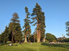 many people are sitting in the grass near tall trees