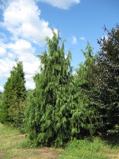 the trees are tall and green in the field