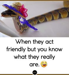 a snake with a flower on it's head and the caption reads, when they act friendly but you know what they really are