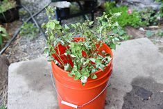 a potted plant sitting on top of a cement slab