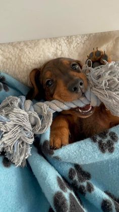 a brown dog laying on top of a blue and white blanket covered in yarns