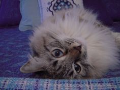 a cat laying on its back on top of a blue bedspread with pillows