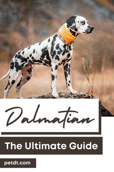 a dalmatian standing on top of a rock in the rain with an orange collar